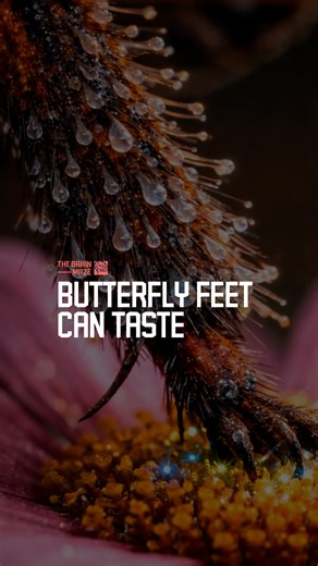 Butterfly Feet Can Taste - Did you know butterflies can taste with their feet, using them to decide if a surface is food, toxic, or the right place to lay eggs? | The Brain Maze