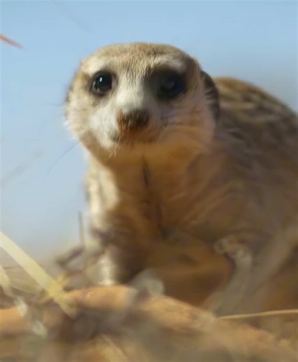 Descubre el Asombroso Mundo de los Suricatos