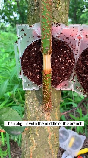 Air Layering Plum Trees: How to Propagate Plants