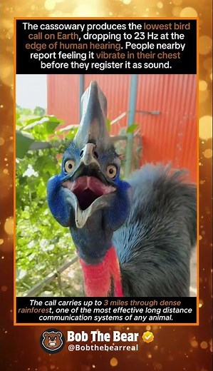The Lowest And Scariest Bird Call on Earth.