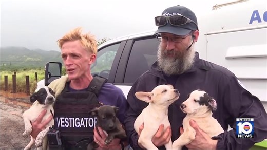 Puppies rescued from Oahu floodwaters