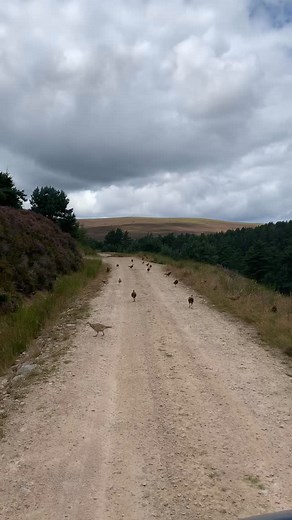 Feeding time on the hill! #pheasants #feedingtime #tulchansportingestate #hungrypheasants #pheasantseverywhere #moveouttheway #tulchanhill #scottishhighlands | Tulchan Club & Estate