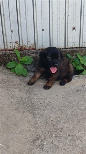 funny puppy cuteeeee🥰🥰🥰🐶🐶🐶#https #shortvideo #pets #comedy #puppies #couple