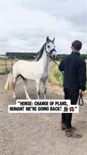 Error 404: Horse logic not found. 🚫#shorts #funnyhorse #horsememes