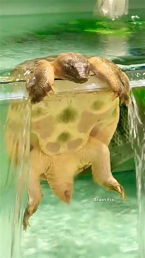 Is it wrong to help turtles? 🐢