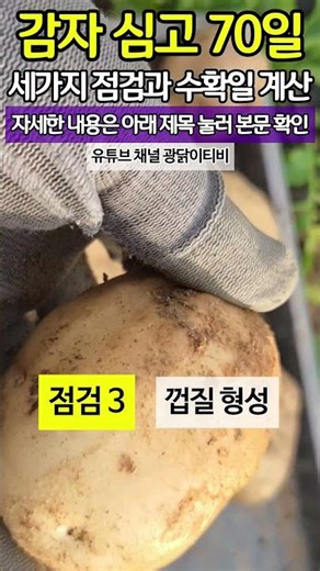 70 Days After Planting Potatoes - Three Checkpoints and Harvest Date Calculation