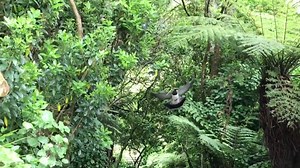 2.7K views · 223 reactions | Incoming with a twig for the nest | Kererū Discovery | Facebook