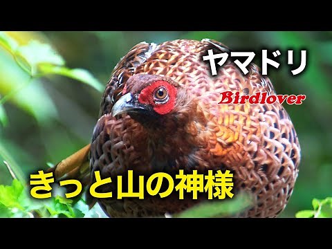 山の神様「ヤマドリ」に出会いました