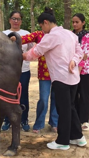 कृत्रिम गर्भाधान (AI) ट्रेनिंग कैसे करें? 🐄 How to Do Artificial Insemination Training ?