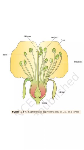 Ankit Goyal on Instagram: "All Diagrams & Tables of Reproduction Unit of Class 12 Biology NCERT. #neet2026 #ncertbiology #ankitsir #raipur #chhattisgarh"