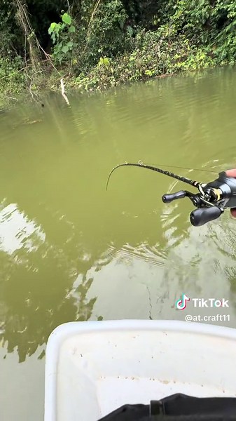 Bujang Pahlawan Setup : Reel - Shimano Curado Dc 151hg Rod - Abu Garcia Hornet Beretta 2 Mainline - Ozmy Dragon x8 30lb Leader - Awashima FC 40lb Lure - Sawa-D Silent Killer #kakicasting #toman #kenyirlake #curadodc #kakicastingmalaysia #fyp #snakehead #shimanofishing