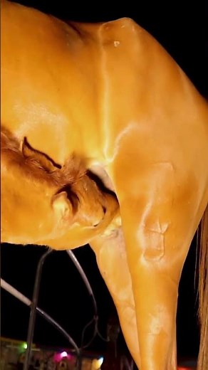 One Day Old Purebred Arabian Foal Nursing from Mother | Heartwarming Bond with Mare