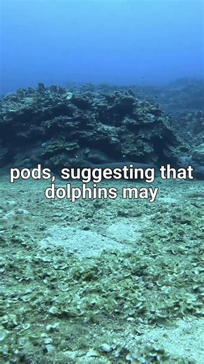 The Secret Language of Dolphins Revealed