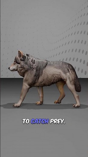 Wolf | The Powerful and Intelligent Hunter of the Wild