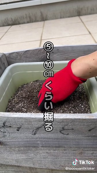 家庭菜園でのニンニク栽培方法