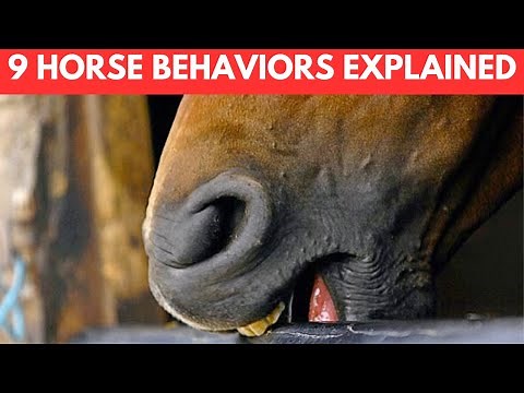 Why Do Horses Do That? 9 Horse Behaviors Explained!