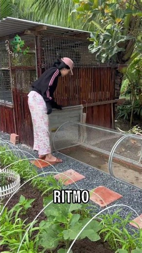 How to raise chickens