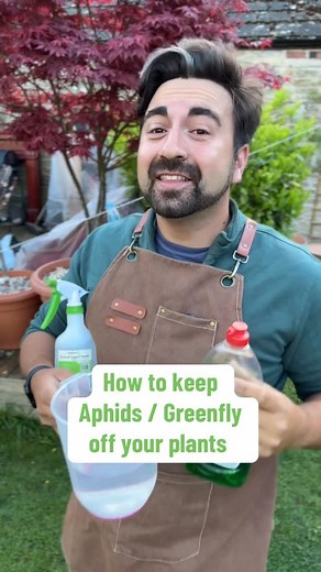Ish Kamran on Instagram: "Aphids (or greenfly) are sticky little pests that latch on to our plants and can be a nuisance to remove. However using one of my easy methods should keep your garden Aphid free with my gardening tips for beginner gardeners I’ll be going step by step on how to keep greenfly away from your plants and flowers. #gardeningtips #gardeningforbeginners #aphids #greenfly #gardening #gardener #planttips #gardenhacks #gardenhack"