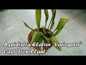 Aspidistra Elatior Variegata "Cast Iron Plant" Care & Propagation Tips