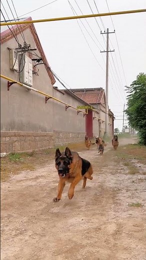 Look At Them Run! German Shepherd Squad Goals 🐾🔥#GermanShepherd #GSD #DogSquad #RunningDogs