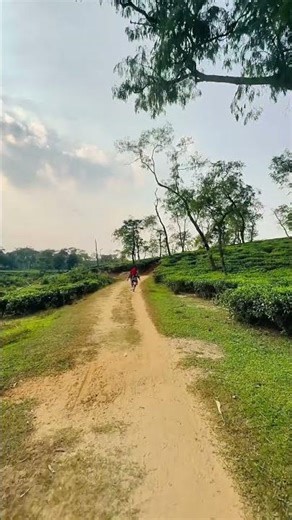 নির্জন পথে হেঁটে চলা মানে প্রকৃতির সাথে চুপিচুপি কথোপকথন—শব্দহীন, অথচ অনুভবভরা। #viralvideo