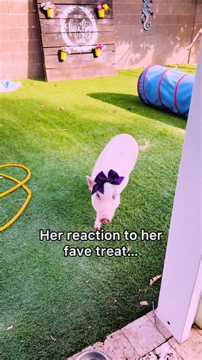 Banana and Peanut Butter: Cute Pet Eating Banana Tips