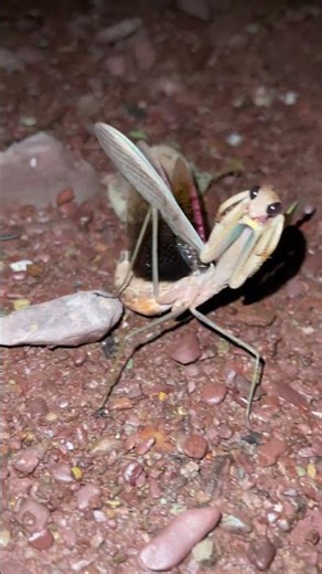 The fierce praying mantis