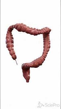 🌊 The Rhythmic Motion of Peristalsis 🌊