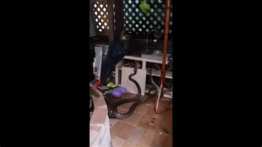 Snake fight
