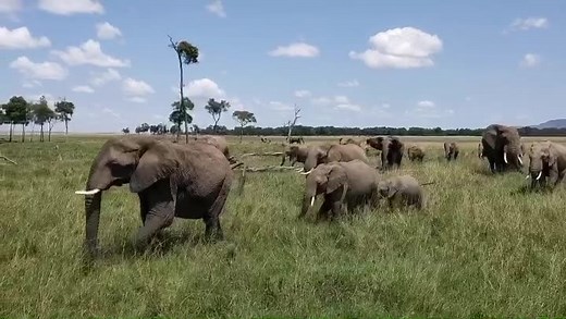 The Sacred Nature Initiative and our new book Sacred Nature 2 have the same intention. To help reconnect people to our Planet - to Nature. Not just the grandeur of a herd of elephants passing through Musiara Marsh near to our stone cottage at Governor’s Camp - but the nearest patch of green or somewhere you can listen to birdsong or the sound of freshwater running sweet and sparking clean. Find out more at our Kickstarter campaign til 4 March how you can support these ideas. Thank you. | Jonatha