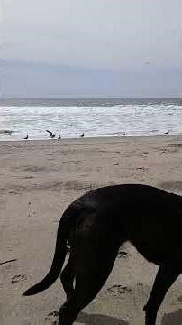 April Fools Day California Beach w lil Buddy the Love Dog