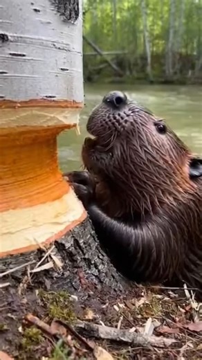 Nature's Architect: Watch a Beaver Felling a Massive Tree!