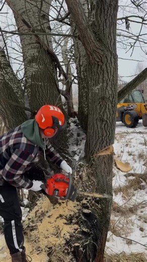 Техніка arboristica: бензопила Stihl в лісі