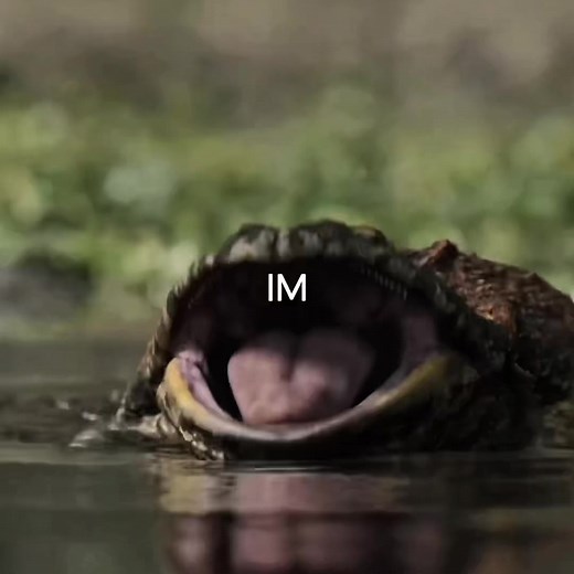 Idk first shitpost since like 2023 #prehistoricplanet #beelzebufo #edit #viral #jurassicworldclipz