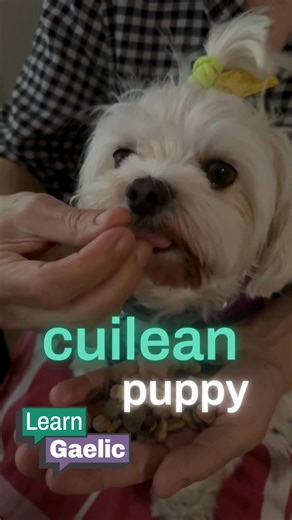 cuilean 🐶 puppy Tha an cuilean a’ cluich anns an t-sneachd. The puppy is playing in the snow. | LearnGaelic