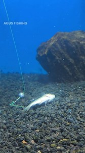 One of the most effective baits for predatory fish #fblifestyle #fishing | Agus Subarna