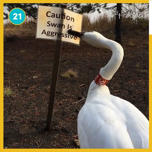 531K views · 3.6K reactions | Pets can be patient, but when that patience runs out, run for the hills!  | The Pet Collective | Facebook