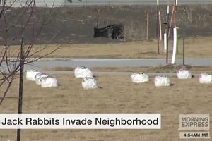 How 'giant rabbits' took over an entire neighborhood in N.D.