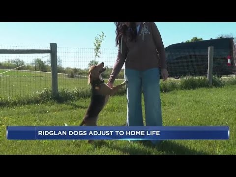 Ridglan Farms dogs begin adjusting to home life in foster care across Wisconsin