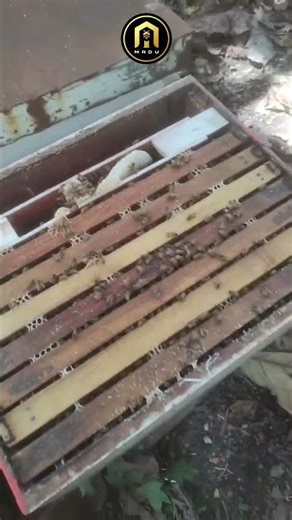 `KATU HONEY LOVERS BE PATIENT BECAUSE THE HARVEST SEASON IS IN MAY/JUNE — IN GOD'S WORLD