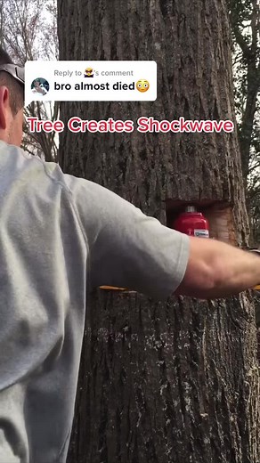 Mesmerizing Tree Felling and Lumberjack Laughs | Anthony Pinto