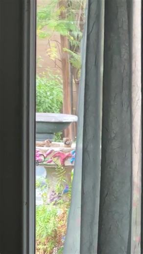 So awesome that the birds are blessing my yard for the new year ✨💜🦅