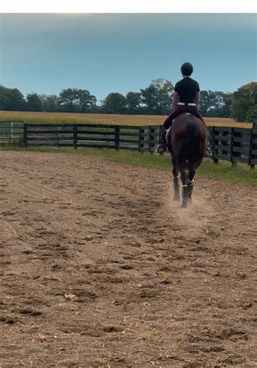 Kerf 🐸 aka Kermit had his first ride outside this morning 🤍✨ #ottb #exracehorse #projectpony #thoroughbred