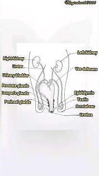 Male reproductive system of Rabbit || 10th science diagram #science #diagram #how to draw