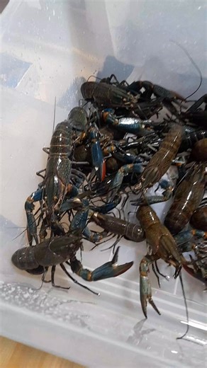 READY! 🦞 | Mister Cray