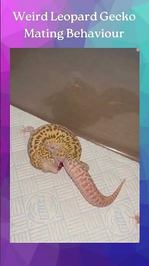 leopard gecko breeding behavior