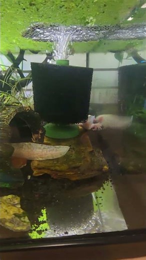 water change day. #axolotls