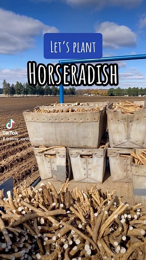 Planting season is upon us! Here’s a look at how the world’s largest grower and processor of horseradish takes on the task.🌱🚜 P.S. Harvesting video coming SOON! 🙌🎬 #silverspringfoods #giveitzing #planting #plantingtime #horseradish #harvesting #plantlife #farmlife #agriculture #agbusiness #plantsofinstagram #harvesting #harvestingtime #agriculturetiktok #wisconsin #wisconsincheck #zing | Silver Spring Foods, Inc.