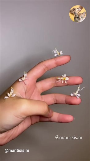 One Of The Coolest Flower Mimic Species 🌸 | Animals Lovers