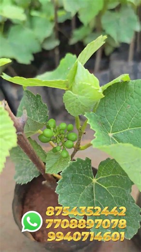 Paneer grapes plant SM GARDENING whats app message 8754352442,7708897078,940714601.